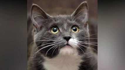 gatinho foto cantando MEU ABRIGO da melim