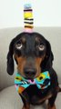 Dachshund Dog Balances Rainbow Candies on Head