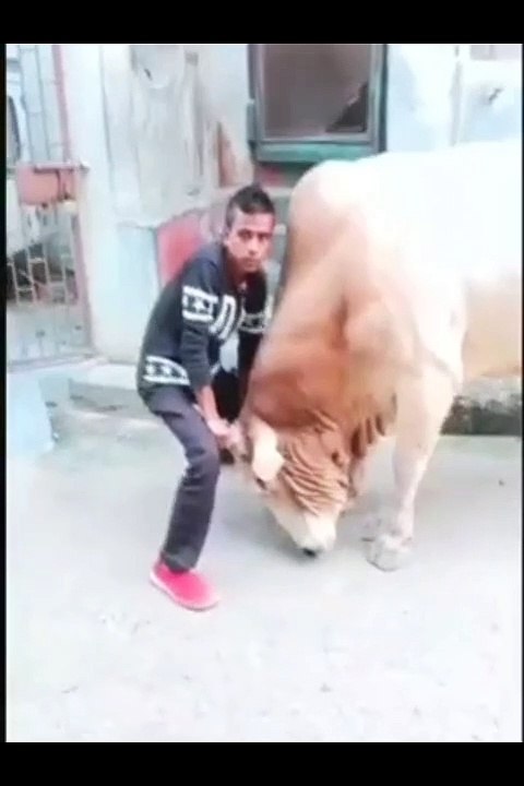 New Bull fighting