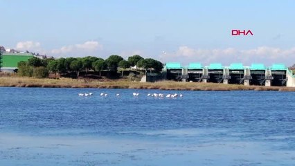 Büyükçekmece gölü'nün sürpriz konukları 1