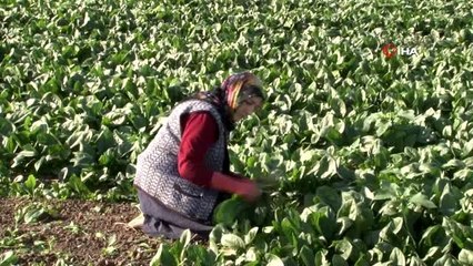 Zehirlenme, ıspanak satışlarını durdurdu