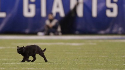 Este gato negro salta al terreno de juego en un partido de fútbol americano y atrae toda la atención durante varios minutos