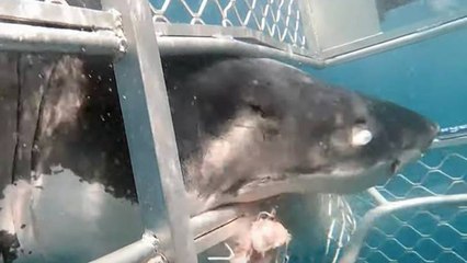 Vídeo viral: Este gran tiburón blanco impacta contra una jaula con buzos dentro