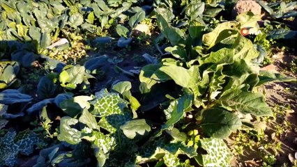 Ispanak yiyerek tepki gösterdiler