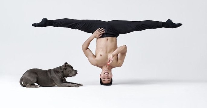 Ce shooting, où des danseurs de ballets posent devant l'objectif avec des chiens, est sublime
