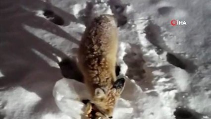 Aç kalan tilkiyi vatandaşlar besledi