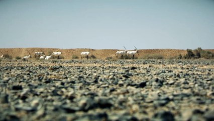 محمية الشومري.. ساحة فريدة للتنوع البيئي بالأردن