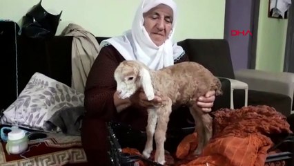 Yeni doğan oğlağı elleriyle besliyorlar