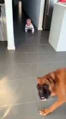 Un chien fait rire le bébé