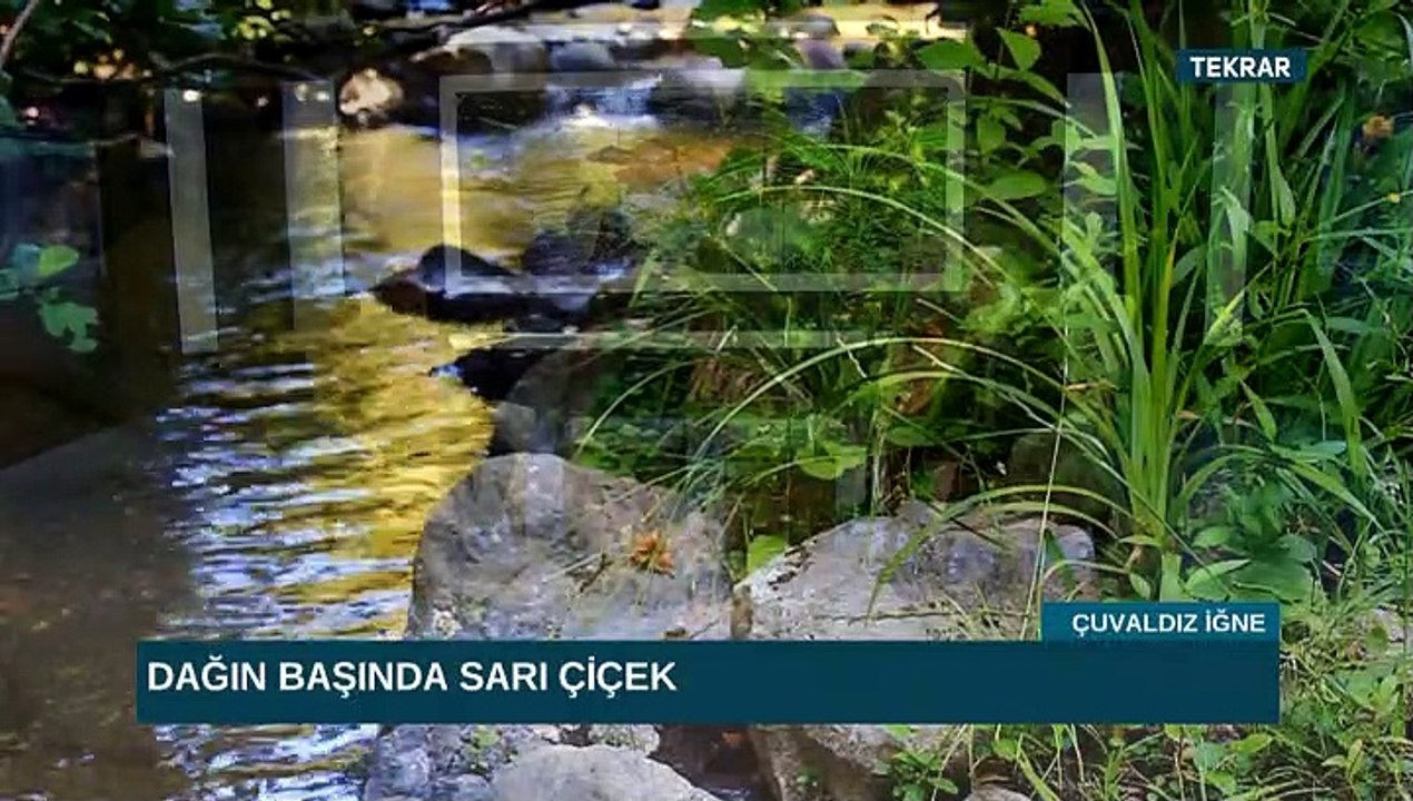 ÇUVALDIZ İĞNE 1 EKİM 2019 KIRŞEHİR YÖRESİ BÖLÜM 3
