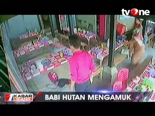 Babi Hutan Mengamuk di Warung Bakso