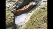 सिरणा नदी पात्रात अडकलेल्या वाघाचा मृत्यू