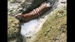 tiger stuck between two stones in shivna river, forests officers rescued him