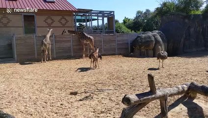 Baby giraffe becomes best friends with an ostrich at Houston Zoo