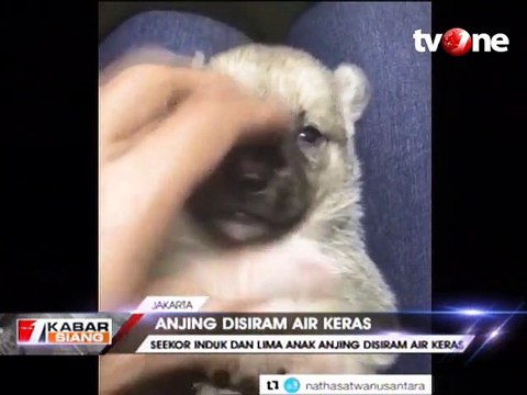 Induk Anjing dan 5 Anaknya Disiram Air Keras