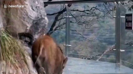 Wild boar allegedly scared to walk on glass walkway after falling from cliff in China