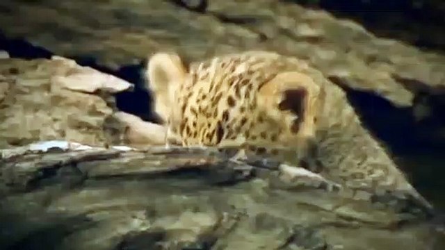 BALD EAGLE STALKS AND HUNTS NEWBORN CROCODILES Mother Crocodile Protect Fail