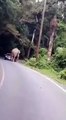 Un éléphant tente de s’asseoir sur une voiture de touristes