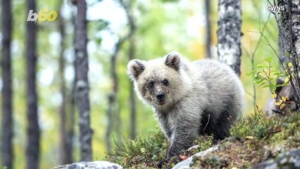 Check Out These Photos Of A European Brown Bear That’s Almost Completely White!
