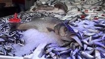 Balıkçıların ağına 10 kiloluk levrek takıldı