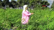 Gaziantep ilk kez nurdağı'nda ekilen 'moringa'da hasat zamanı