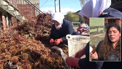 Ortadoğu ve Arap Ülkelerinin Ağzı ‘Şekercik Kestane’ İle Tatlanıyor