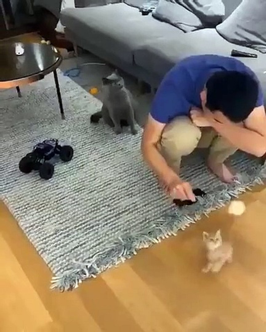 猫记得他们和他一起玩的时候