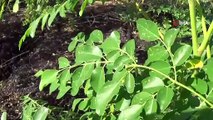 İlaç Sanayi İçin Hazırlanan Moringa Bitkisinin Hasadına Başlandı