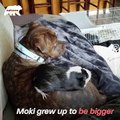 This pitbull is best friends with 3 guinea pigs! - Naturee Wildlife