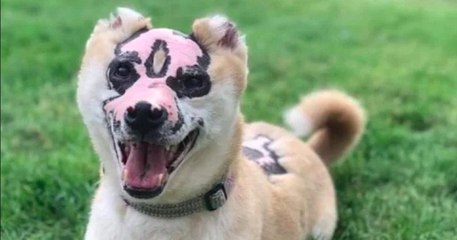 Ce chien brûlé sur une partie de son corps s'apprête à devenir un chien de thérapie pour les brûlés