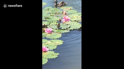Tiny duckling takes shortcut by running over lily pads in  New Zealand