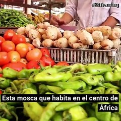 Animales aparentemente inofensivos que más asesinan humanos en el mundo