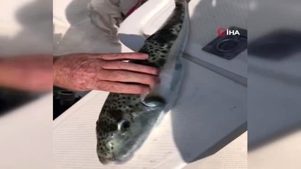 Düşmanı yok, sayıları hızla artıyor...Balon balığı tehlike saçmaya devam ediyor