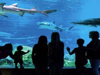 5 things you must see at Odysea - ABC15 Digital