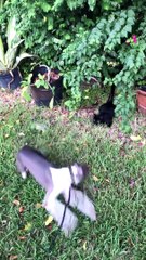 Pup Conquers Fear of Cats