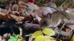 Baby Einstein 11 - Neighborhood Animals - Discovering Familiar Animals (06mos)