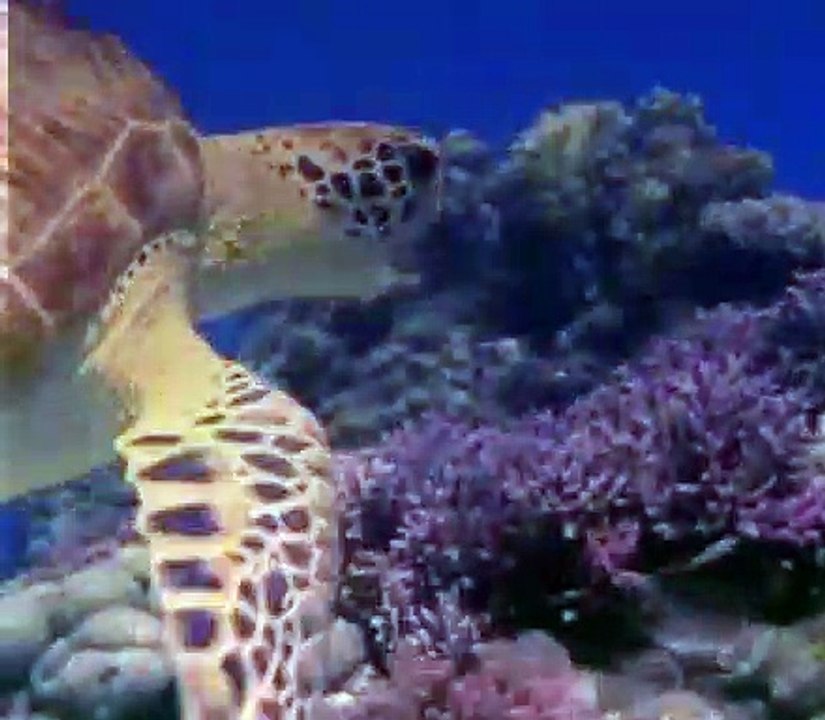 Baby Einstein 12 Baby Noah Animal Expedition (0903mos) video