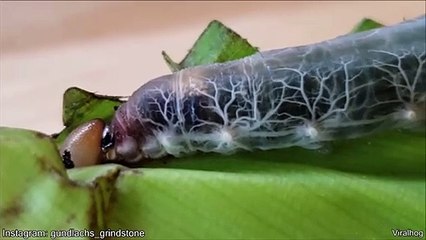 Cette chenille est transparente... Magnifique