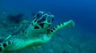 Une tortue vient demander de l'aide à des plongeurs