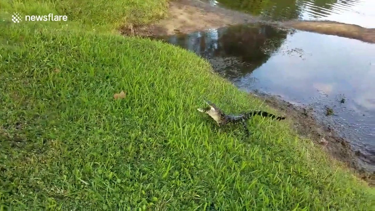 Il pêche un bébé crocodile très énervé !