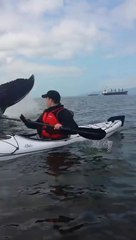 Une baleine vient surprendre 2 touristes en kayak et leur passe en dessous