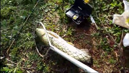 Que briga! pescaria de carpa capim.