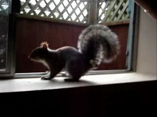 Scooby the crazy squirrel movie