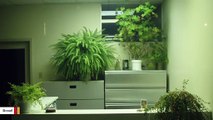Science Says Potted Plants Don't Do Much For Indoor Air Quality