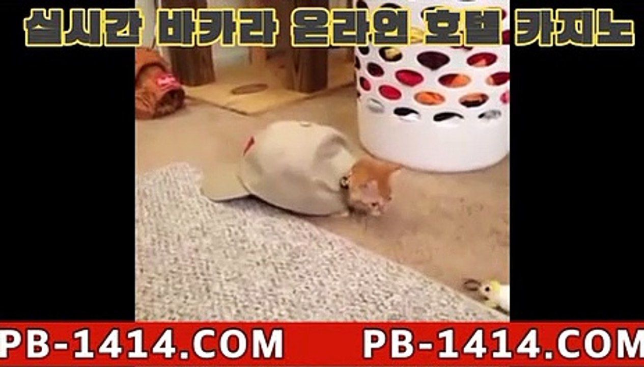 리얼 카지노BBPC바카라 - ( ↔【 goldcasino02.com 】↔) -먹튀검색기BB리얼 카지노