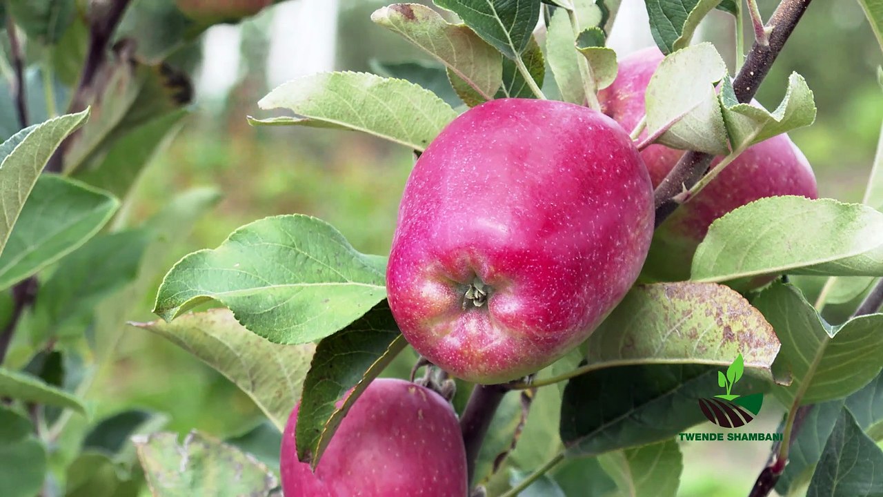 Twende shambani : Apple farming PART 2