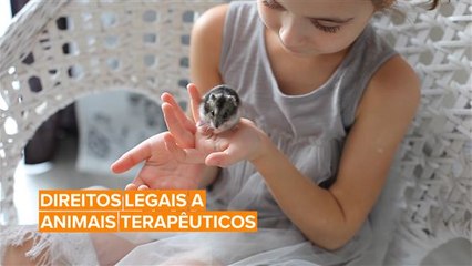 Ativistas britânicos querem que seus animais terapêuticos tenham direitos