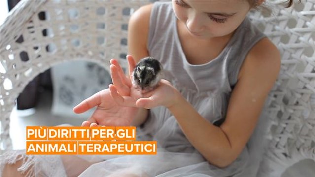 Attivisti britannici chiedono più diritti per gli animali terapeutici