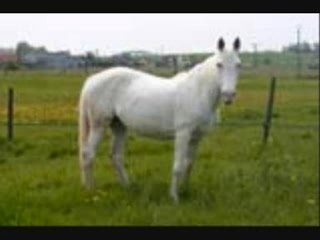 Les chevaux de mon Haras(sans nom,devinez)