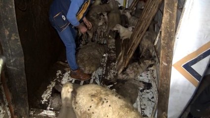 Koyunları taşıyan kamyon devrildi: 8 kuzu telef oldu
